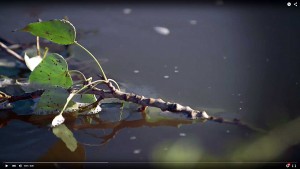 tree stem in water